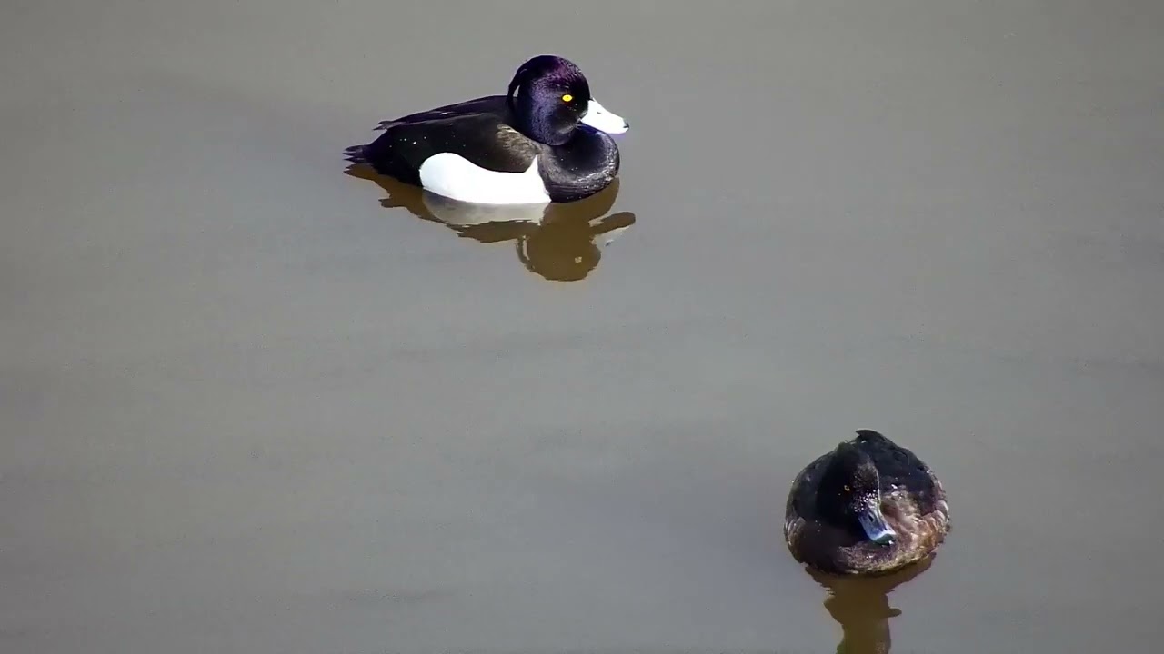 Pair of Tufted Ducks near platform.