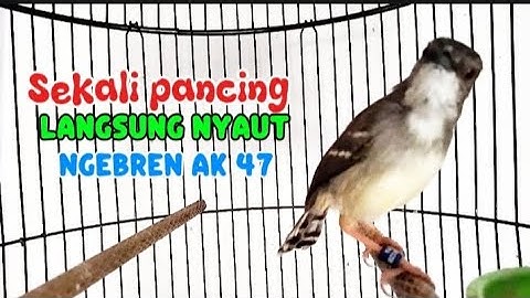 Sekali pancing langsung nyaut Gacor ngebren pancingan ciblek agar cepat bunyi