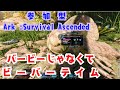 【ARK:Survival Ascended】 メガピテクス討伐のための準備するのにビーバーの誘惑に釣られた #36