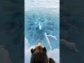 Polar Bear POV: Lost in Antarctica’s Endless Ice 🧊🐻‍❄️
