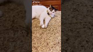 Sir Pounce’s Second Egg is safe!
