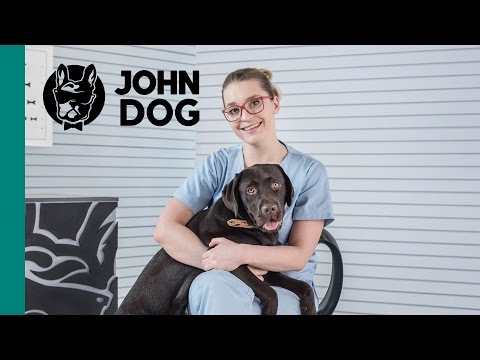 Wideo: Co Może Być Ugryzieniem Psa
