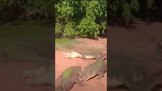Crocodile deathroll !! #shorts