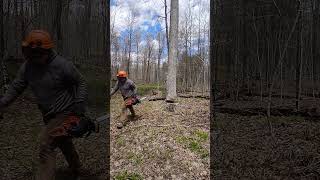 white ash log tree cut 🤙 Wisconsin logging #shorts #chainsaw #logger #timber #tree #lumberjack #saw