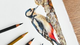 ✸ Drawing a Woodpecker in Coloured Pencil ✸ feather tips and techniques