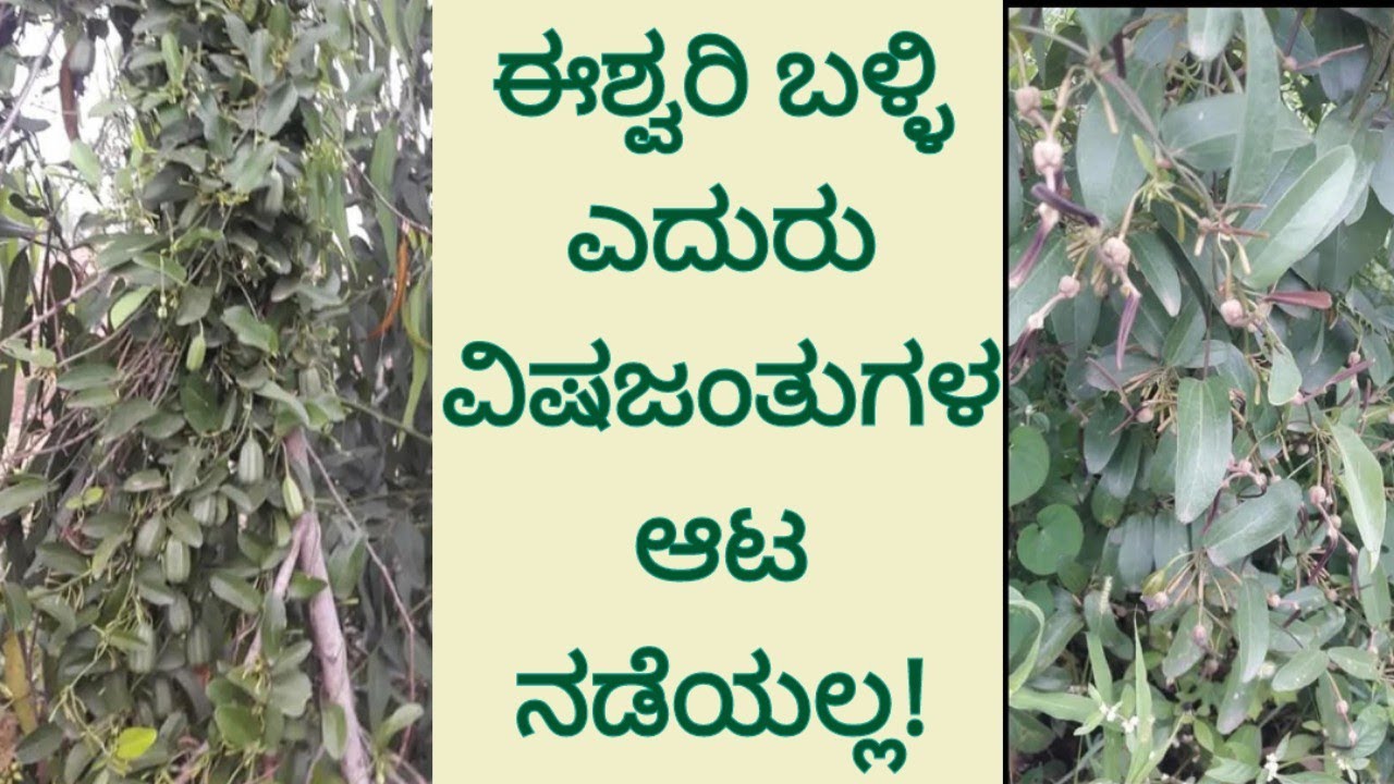 ಈಶ್ವರಿ ಬಳ್ಳಿ ಎದುರು ವಿಷಜಂತುಗಳ ಆಟ ನಡೆಯಲ್ಲ!/Eshwari plants medicine benefits in kannada #nativenest