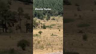 Elveren Yaylası Çubuk Ankara