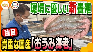 【SDGs】伊吹山のふもとで育つ「おうみ海老」環境にやさしい方法で生まれた「国産養殖エビ」に注目！