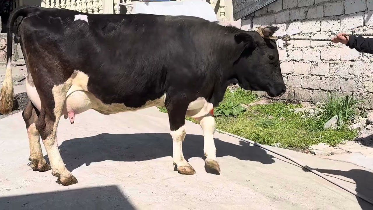 Як сар Гови киргизи зур омад гусолаш букача 🐄🐄🐄🔈🔈🔈🔈📞📞📞+992977054411