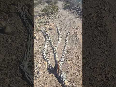 Cholla Wood Is Commonly Used In Aquariums, But What Is It?