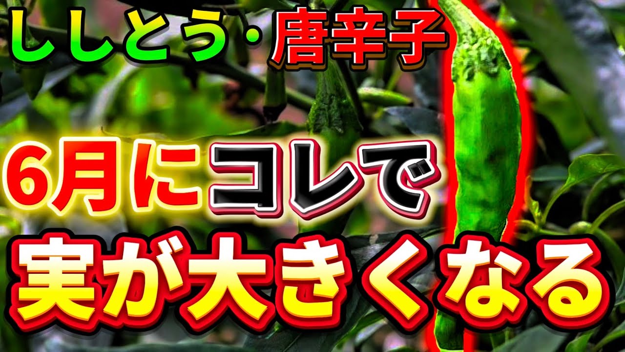Shishito peppers] If you do this in June, you can harvest large