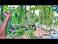 How to grow cucumber in containers using kitchen waste