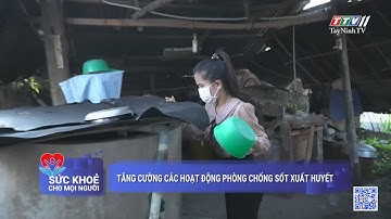 Tăng cường các hoạt động phòng chống sốt xuất huyết | Sức khỏe cho mọi người | TayNinhTV