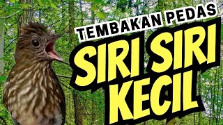 SUARA BURUNG SIRI SIRI KECIL SUMATRA TEMBAKAN PEDAS RAPAT