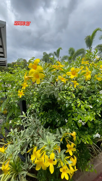 Garden Flowers #shorts