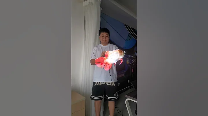 65cm deluxe version fish #fish #3D #ledfan #holographic #advertising #fyp