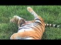 Тигрица Фрося кормит малышей. Тайган. Tigress Frosya feeds cubs. Taigan