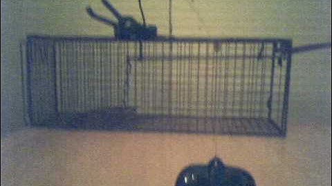 Remote Control Live Animal Trap for Feral Cats etc...