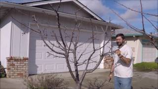 Pruning mature and young sweet cherry trees