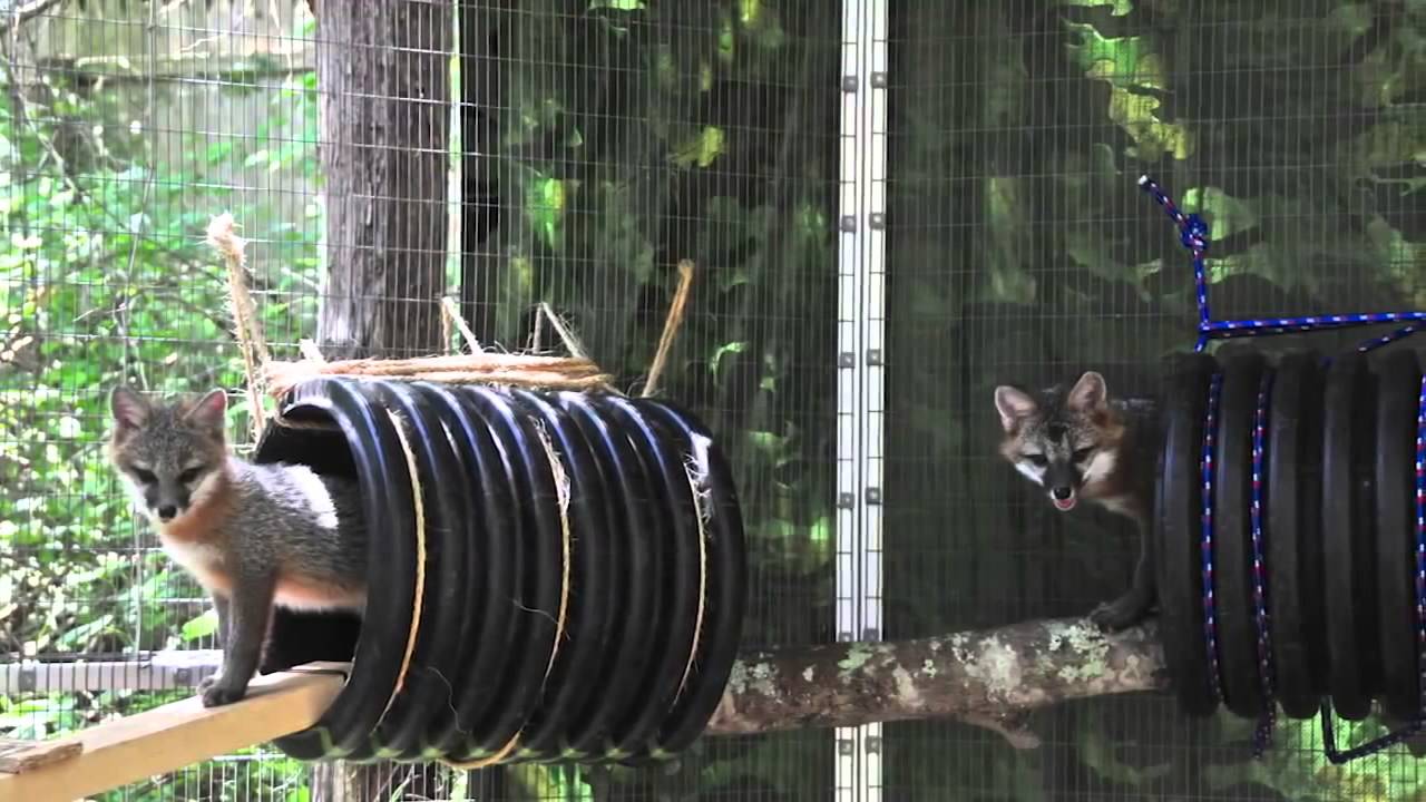 Gray Foxes Raised and Released Back to Wild