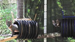 Gray Foxes Raised and Released Back to Wild