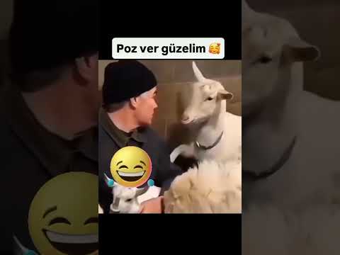 #wedding #halaybasi #viralvideo #düğün #halay #bride #gelin #söz #nişan #video #keşfet #fyp #kurdish