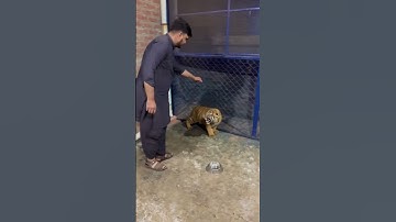 Thumbnail of Little Tiger Cub attack #shorts #tiger #attack