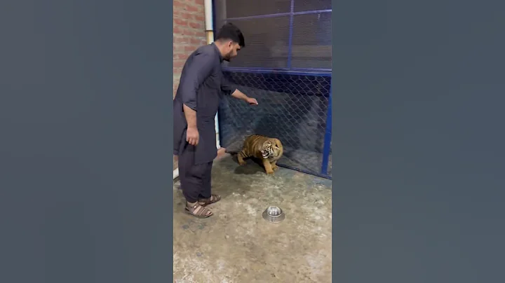 Little Tiger Cub attack #shorts #tiger #attack - DayDayNews