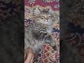اصحي يا شلبي 