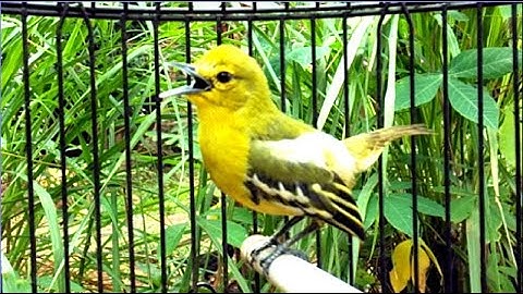 Tes Mental Burung Sirtu Gacor Full Isian // Cipoh VS 1 Burung Cendet