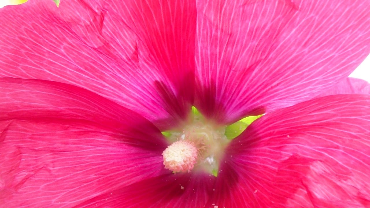 Jan Kochanowski CZEGO CHCESZ OD NAS PANIE  muz. i wyk. Cezary Stefan Stawski - Vedamir  ( 162 )