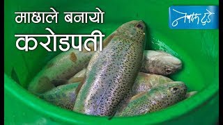 NEPALTODAY: Rainbow Trout Farming in Nepal | माछाले बनायो करोडपति |