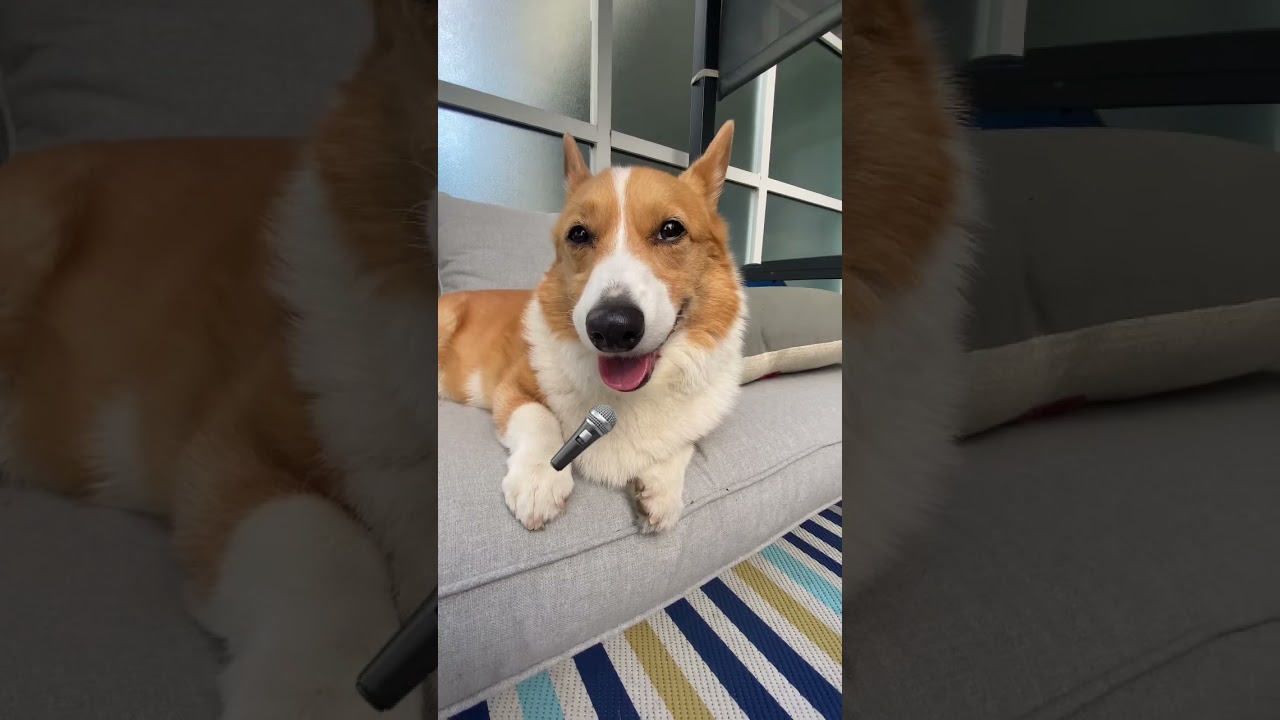 Sing to me🎤🎶😉😘 #shorts #corgi #sing #doglove #dog #pets #funnycorgi #corgilife #corgilove