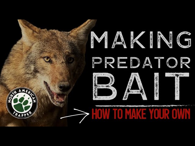 How to make a Predator Bait for Coyote, Fox & Bobcat 