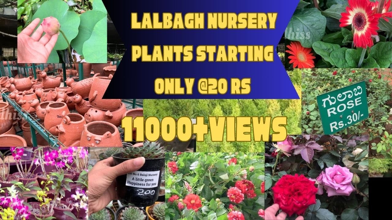 Lalbagh Nursery Bangalore In telugu | 