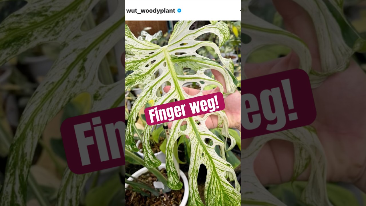 Die Monstera Devil fllt noch weiter im Preis  kauf sie noch nicht! -  YouTube