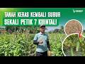 BUKTI NYATA! TIMUN DI LAHAN KERAS BISA PANEN 7 KUINTAL SEKALI PETIK!