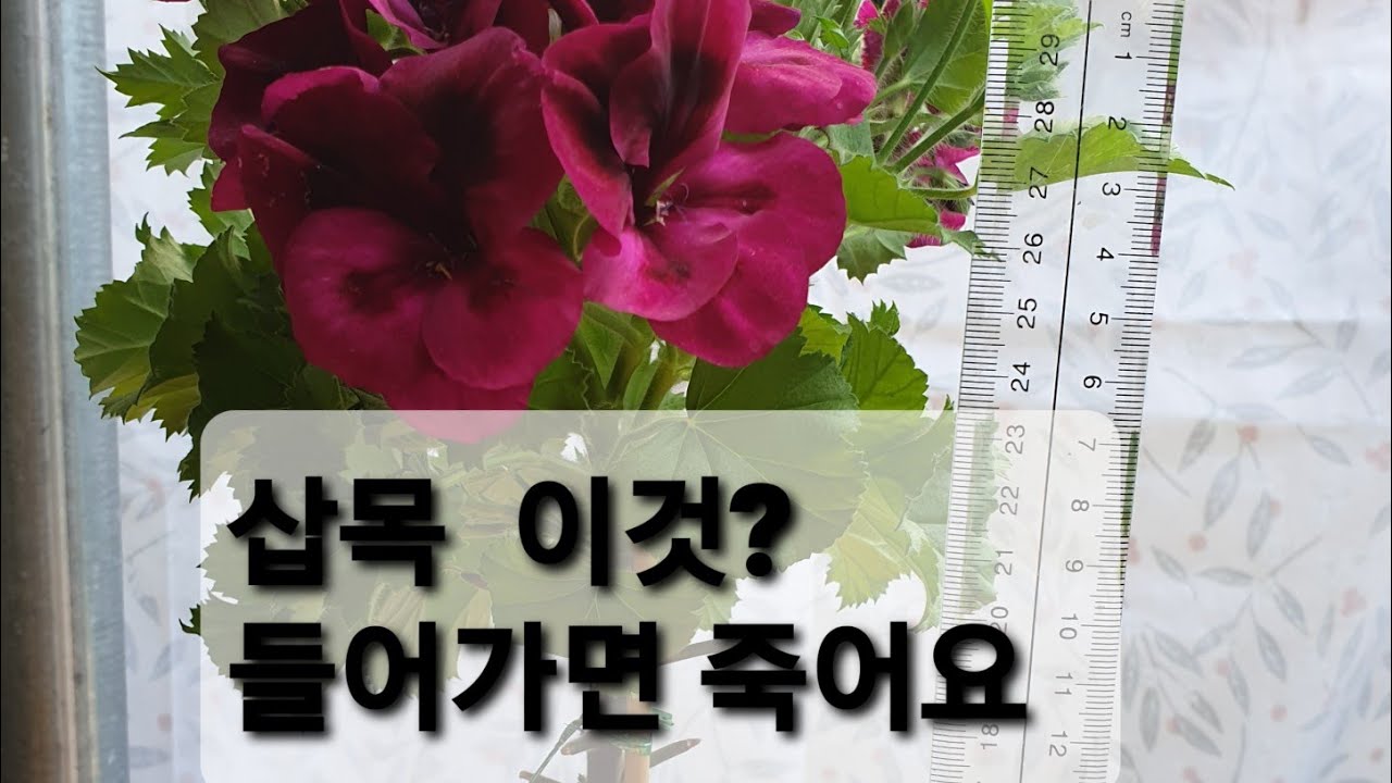 리갈캔디 삽목 이것? 들어가면 다 죽어요