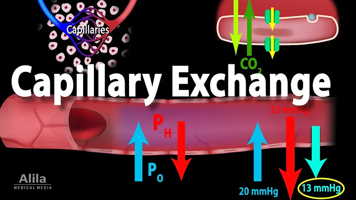 Capillary Exchange and Edema, Animation