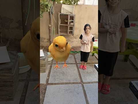 شوفو الكتكوت صار شكبرة من لاكل الشعب الصيني ماله حل