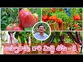 Appa rao gari terrace garden 2  rare vegetables  gardening tips english subtitles premas garden