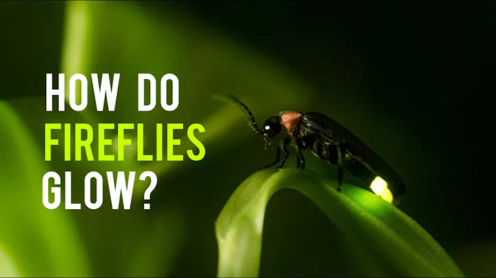How Do Fireflies Glow? | What's The Purpose Of Firefly's Light? | inab's Bookshelf