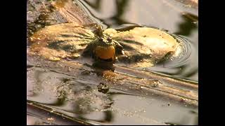 Cricket Frog by Ravenswood Media 1,534 views 3 years ago 1 minute, 49 seconds