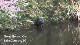 Wild Okanagan 'Owl Drinking Water'