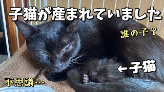 【保護猫】まさか…メス３匹だけで暮らしていた猫が子猫を出産