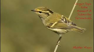BURUNG || CIKRAK KUTUB || WARBLER ARKTIK || BURUNG IMIGRASI WARBLER ARKTIK || ROLL TEMBAK