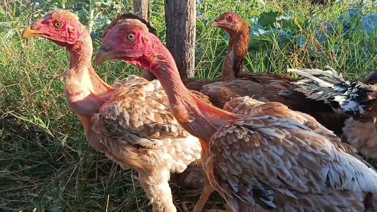 Baía das balão e os polacos  gigante #galinhabalão #gsb #índiogigante #polacogigante #codornagigante