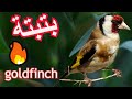 فرخ الحسون يبدع 🔥🔥 كلام خلوي