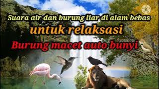 Suara air dan burung liar di alam bebas.Dalam hitungan detik burung macet langsung bunyi.