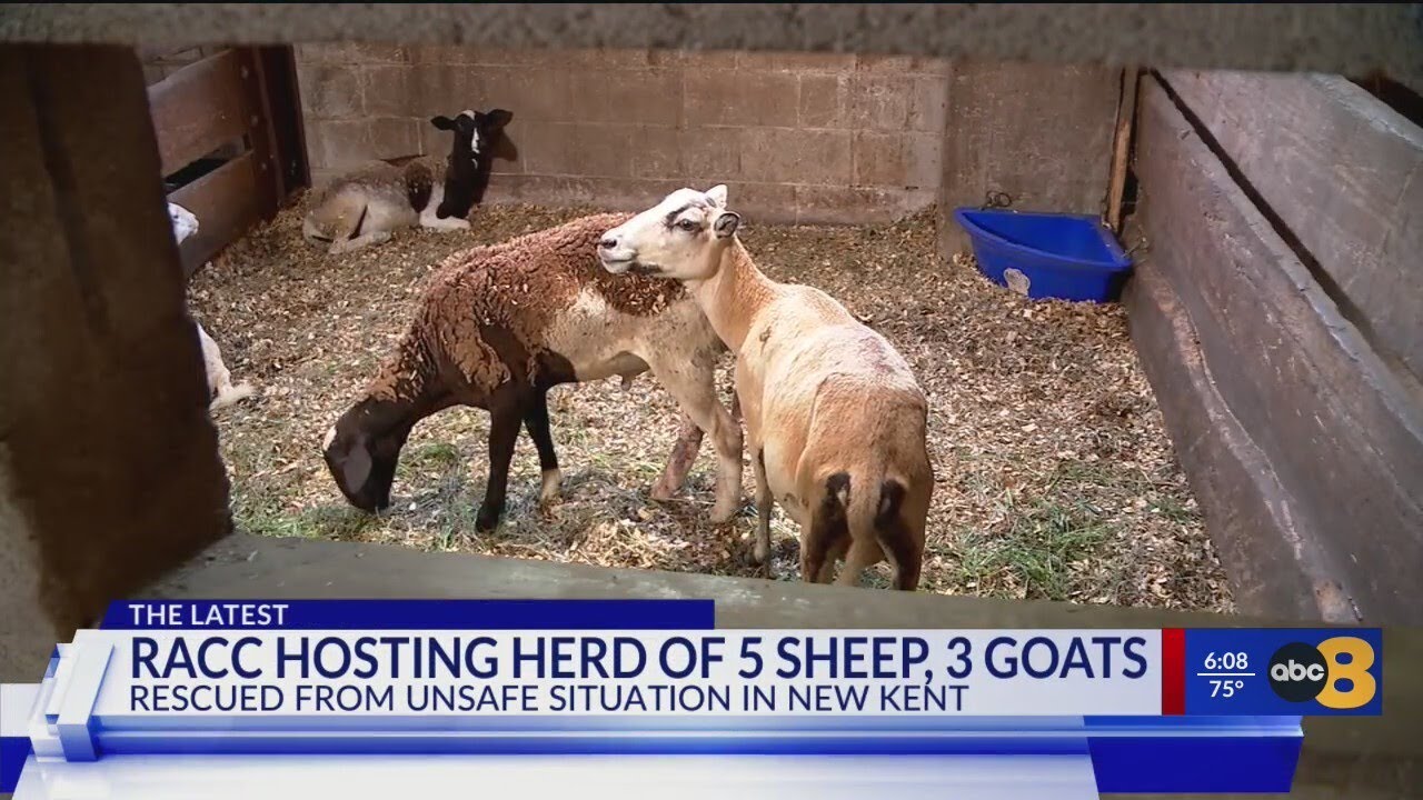 Have you 'herd?' Richmond Animal Care and Control looking for sheep, goat adopter